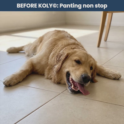 KOLY© Cooling Mat